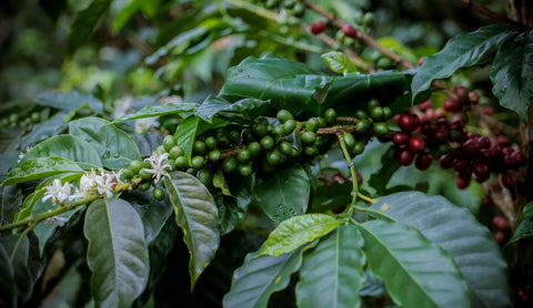 coffee plant